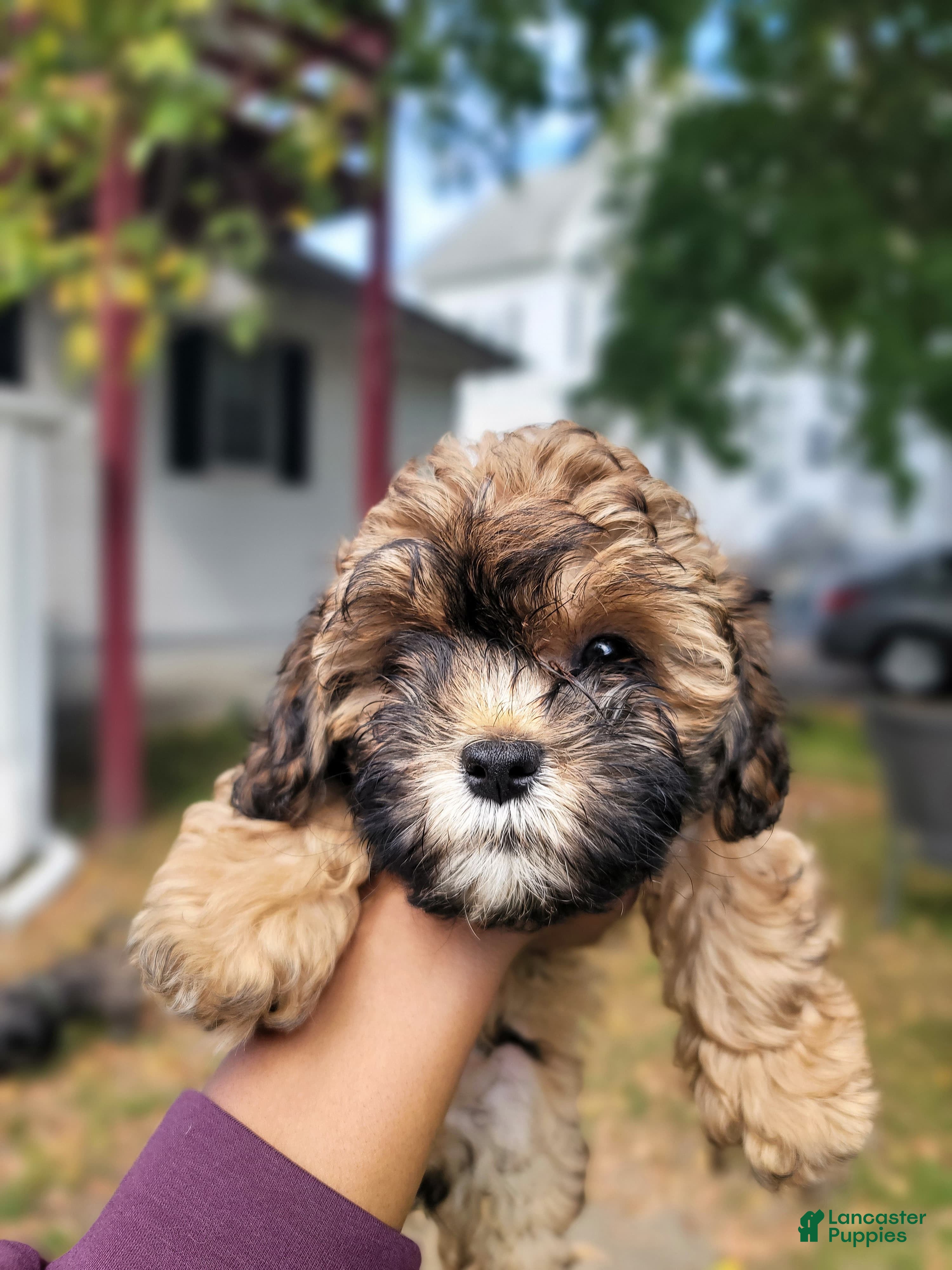 Shihpoo dogs Sir - Ad 13