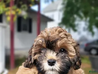 Shihpoo dogs Sir - Ad 13