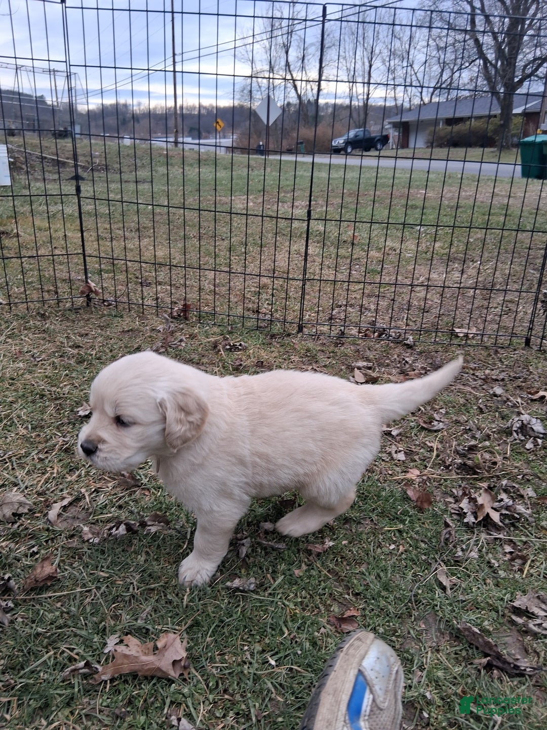 Golden Retriever dogs for sale: Pearl  - Ad 1