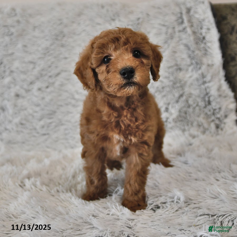 Mini Goldendoodle dogs Sandy - Ad 42