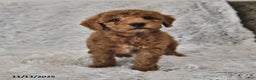 Mini Goldendoodle dogs for sale: Sandy - Ad 1