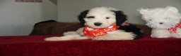 Sheepadoodle dogs for sale: Ringo - Ad 4