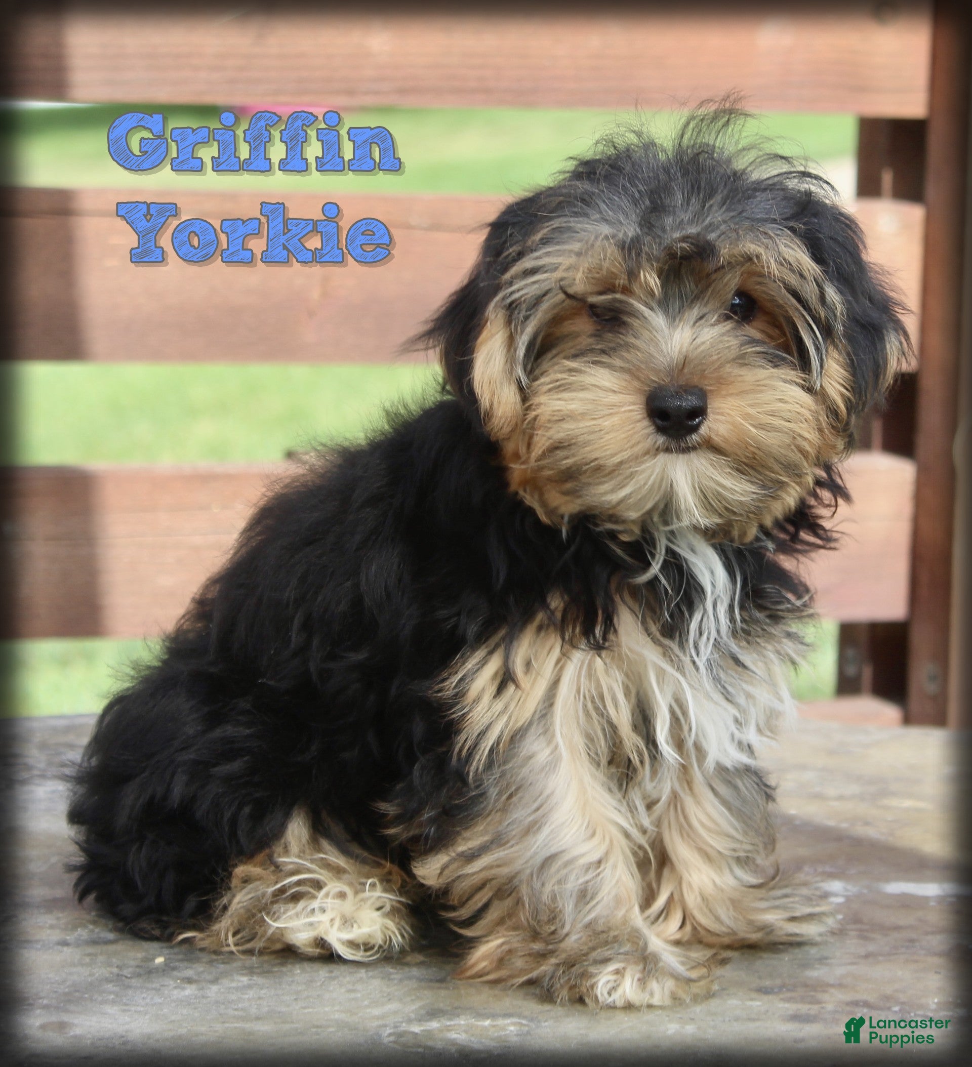 Yorkshire Terrier dogs Griffin - Ad 1