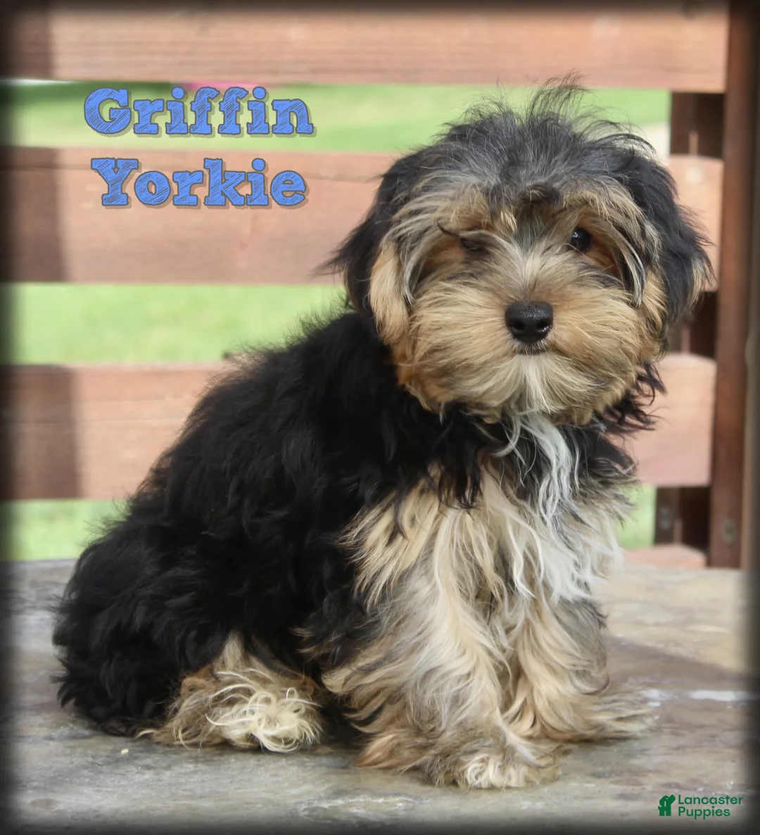 Yorkshire Terrier dogs for sale: Griffin - Ad 1