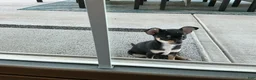 Chihuahua dogs for sale: Chihuahua 4 - Ad 1