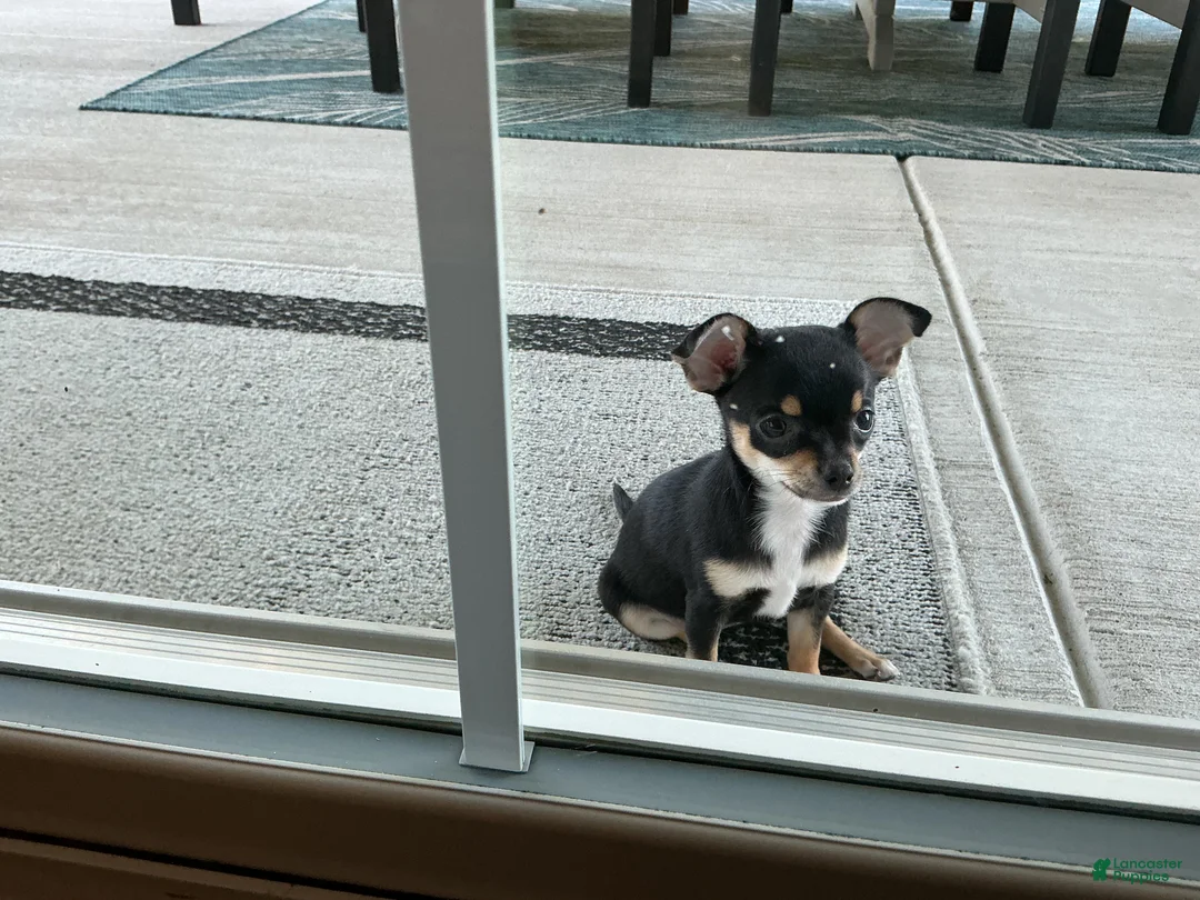 Chihuahua dogs for sale: Chihuahua 4 - Ad 1