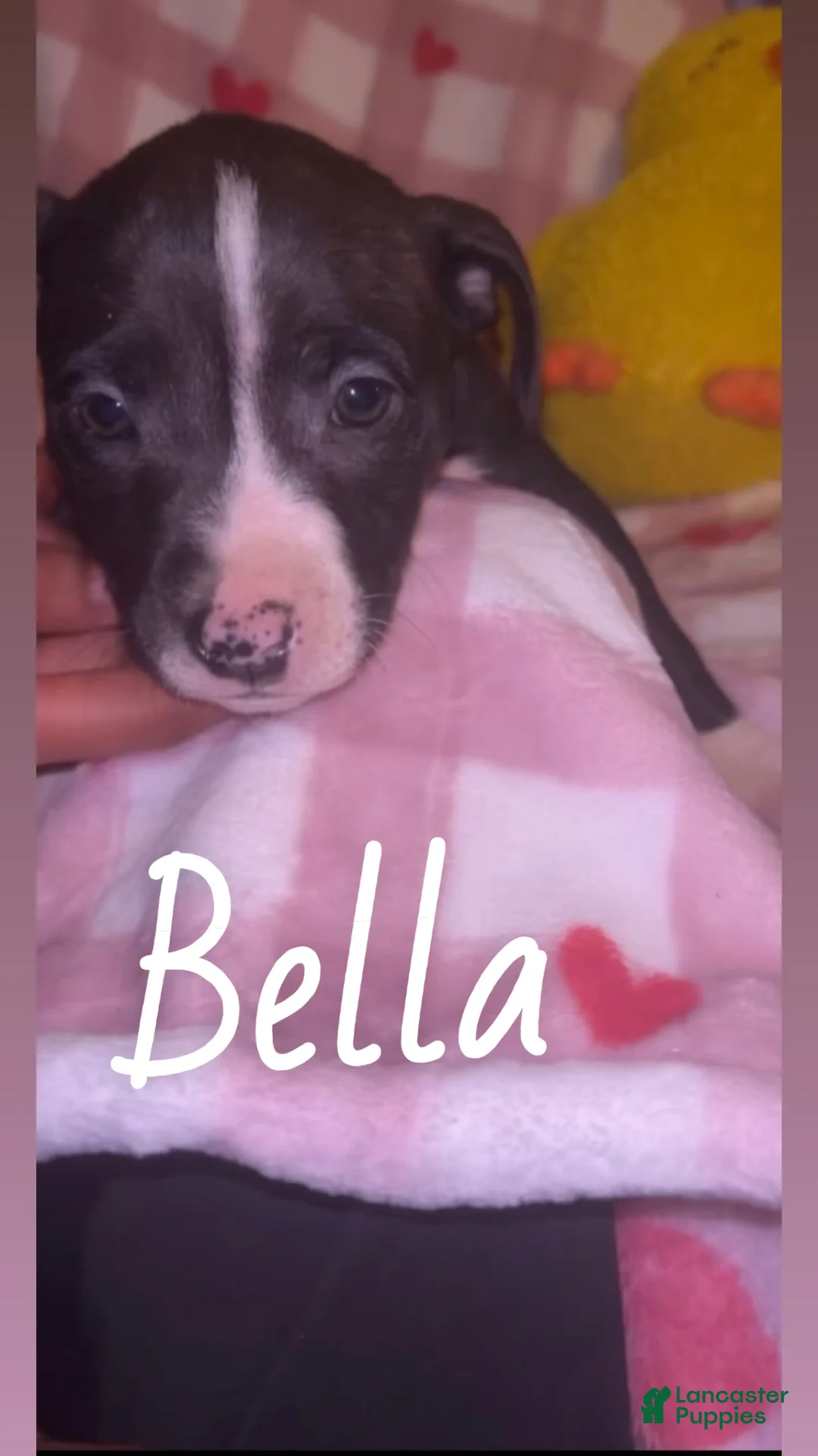 American Pit Bull Terrier dogs for sale: Bella - Ad 1