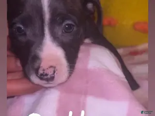 American Pit Bull Terrier dogs for sale: Bella - Ad 3