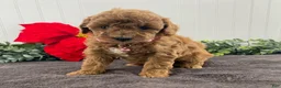 Miniature Poodle dogs for sale: Grace - Ad 2