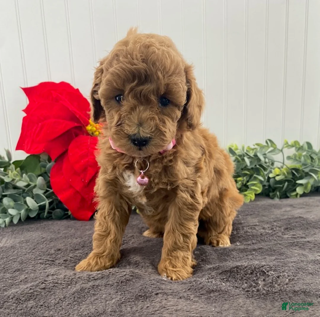 Miniature Poodle dogs for sale: Grace - Ad 2