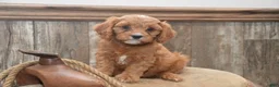 Cavapoo dogs for sale: Lamont - Ad 1