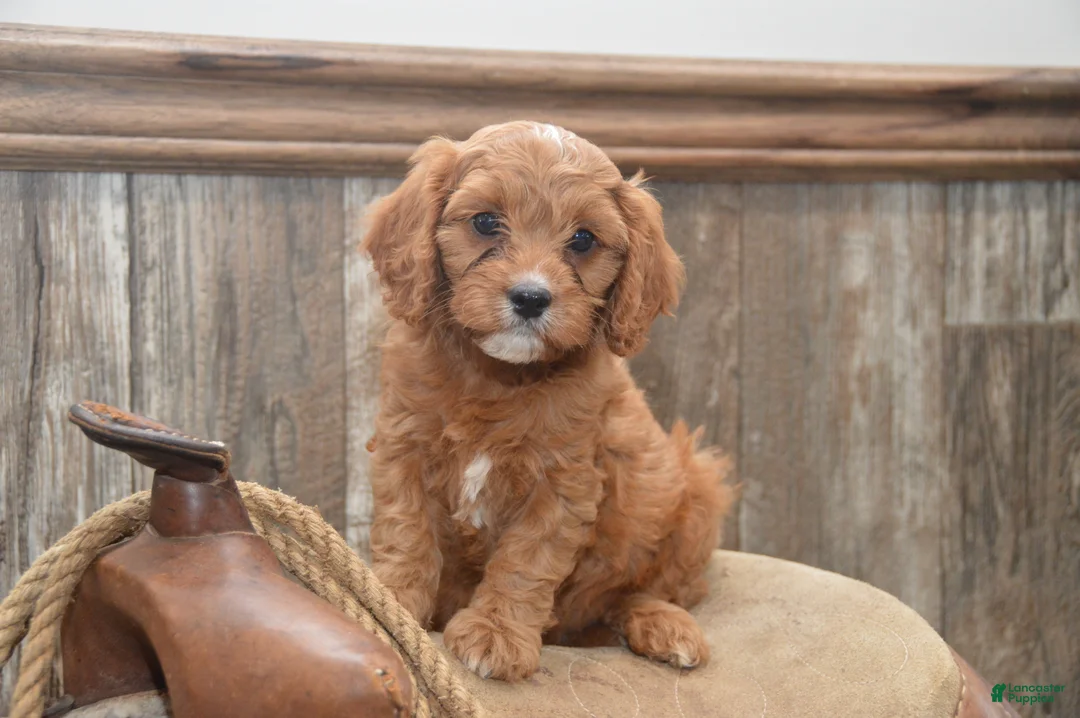 Cavapoo dogs for sale: Lamont - Ad 1