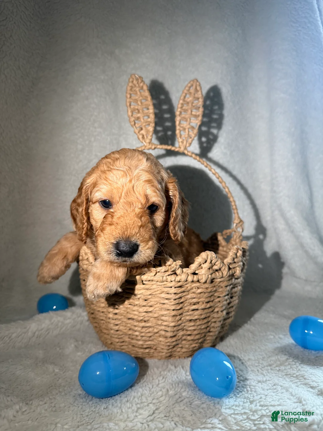 Goldendoodle dogs for sale:  Tommy - Blue - Ad 2