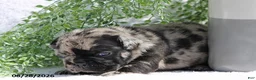 French Bulldog dogs for sale: Dawson - Ad 4