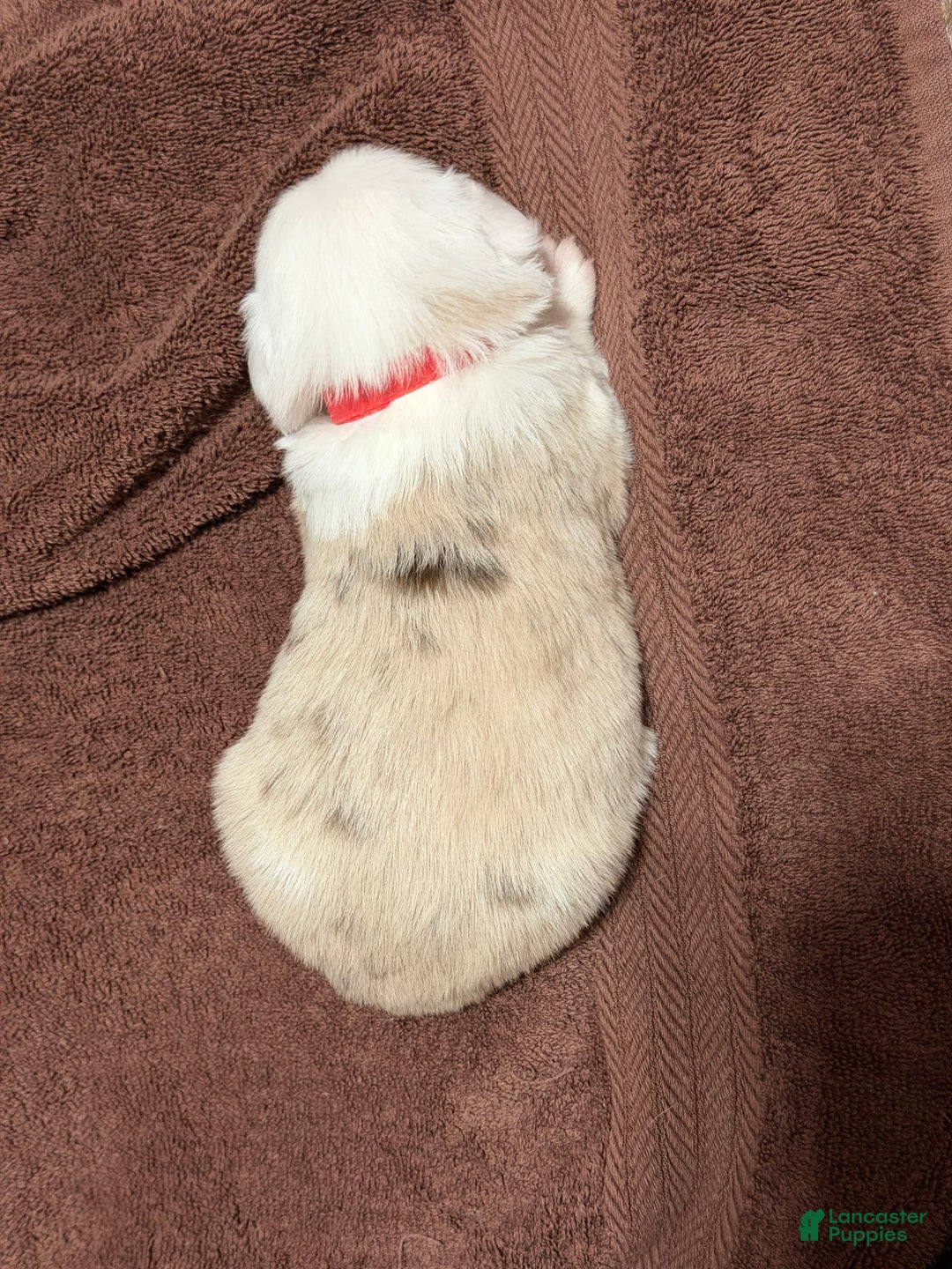 Miniature Australian Shepherd dogs for sale: RED - Ad 3