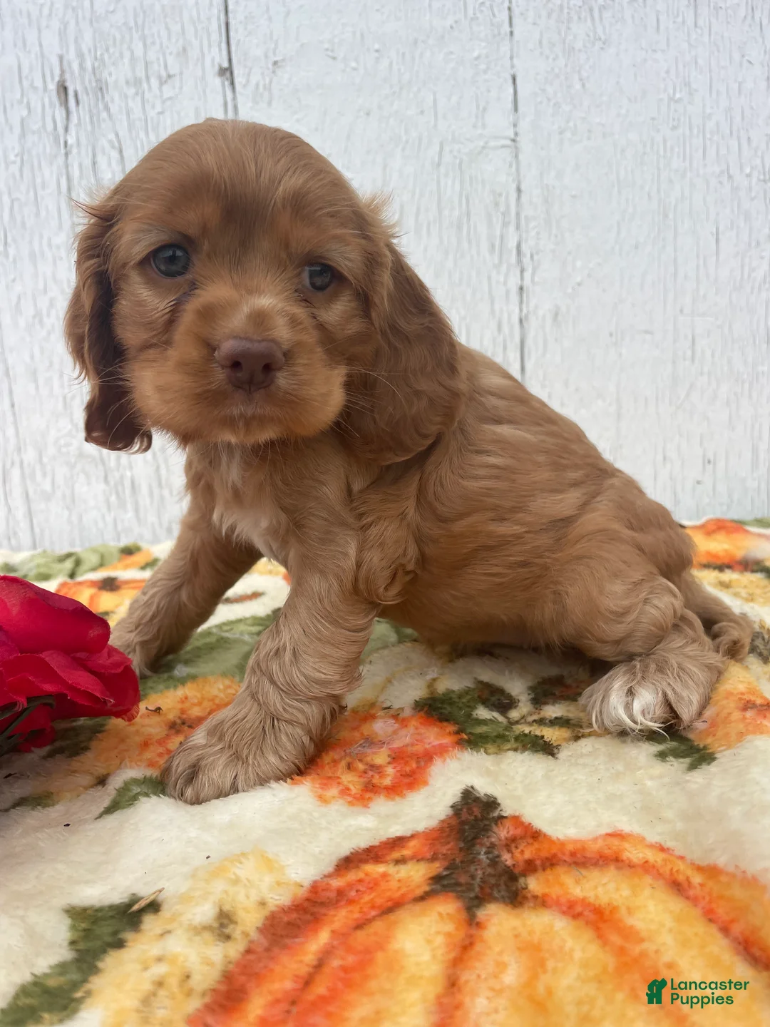 Cocker Spaniel dogs for sale: Star - Ad 4