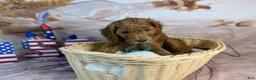 Mini Goldendoodle dogs for sale: Grogu - Ad 6