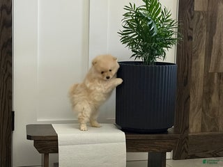 Pomeranian dogs Lilac - Ad 24