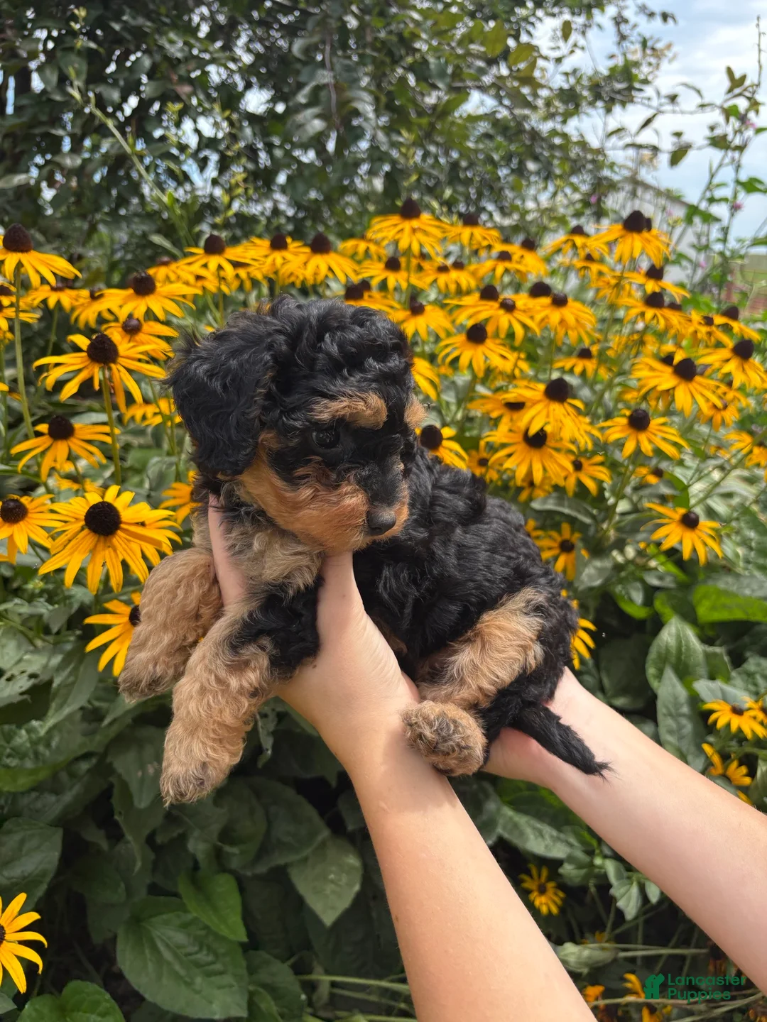 Mini Aussiedoodle dogs for sale: Kiki - Ad 5