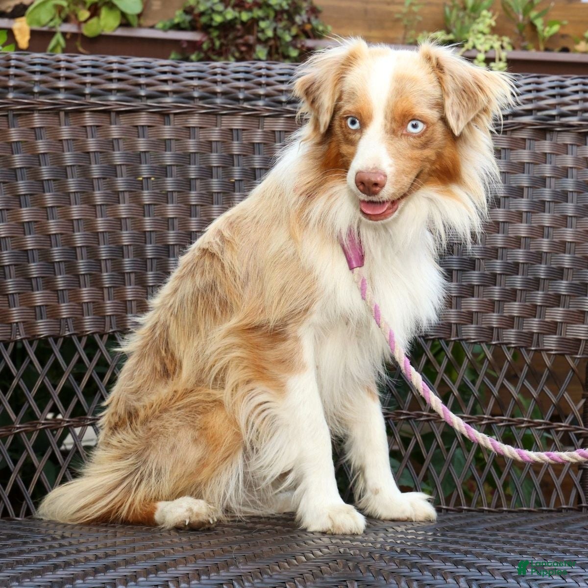 Miniature Australian Shepherd dogs Maverick - Ad 2