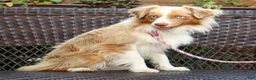Miniature Australian Shepherd dogs for sale: Maverick - Ad 2