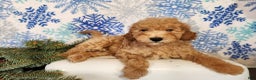 Mini Goldendoodle dogs for sale: Indy - Ad 5