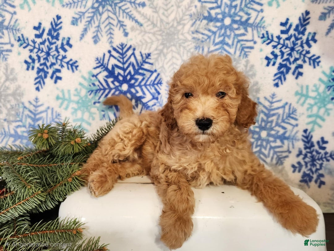 Mini Goldendoodle dogs for sale: Indy - Ad 5