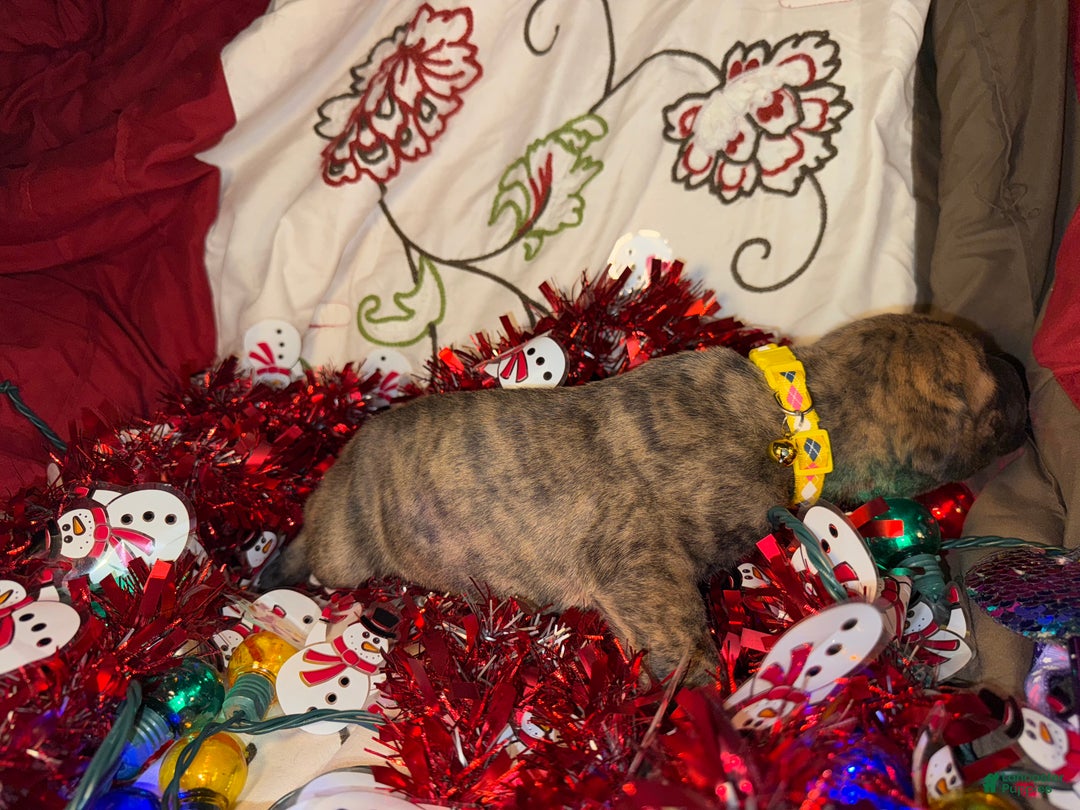 Great Dane dogs for sale: Howard - Ad 26