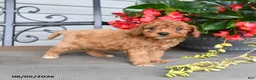 Cavapoo dogs for sale: Dwayne - Ad 2