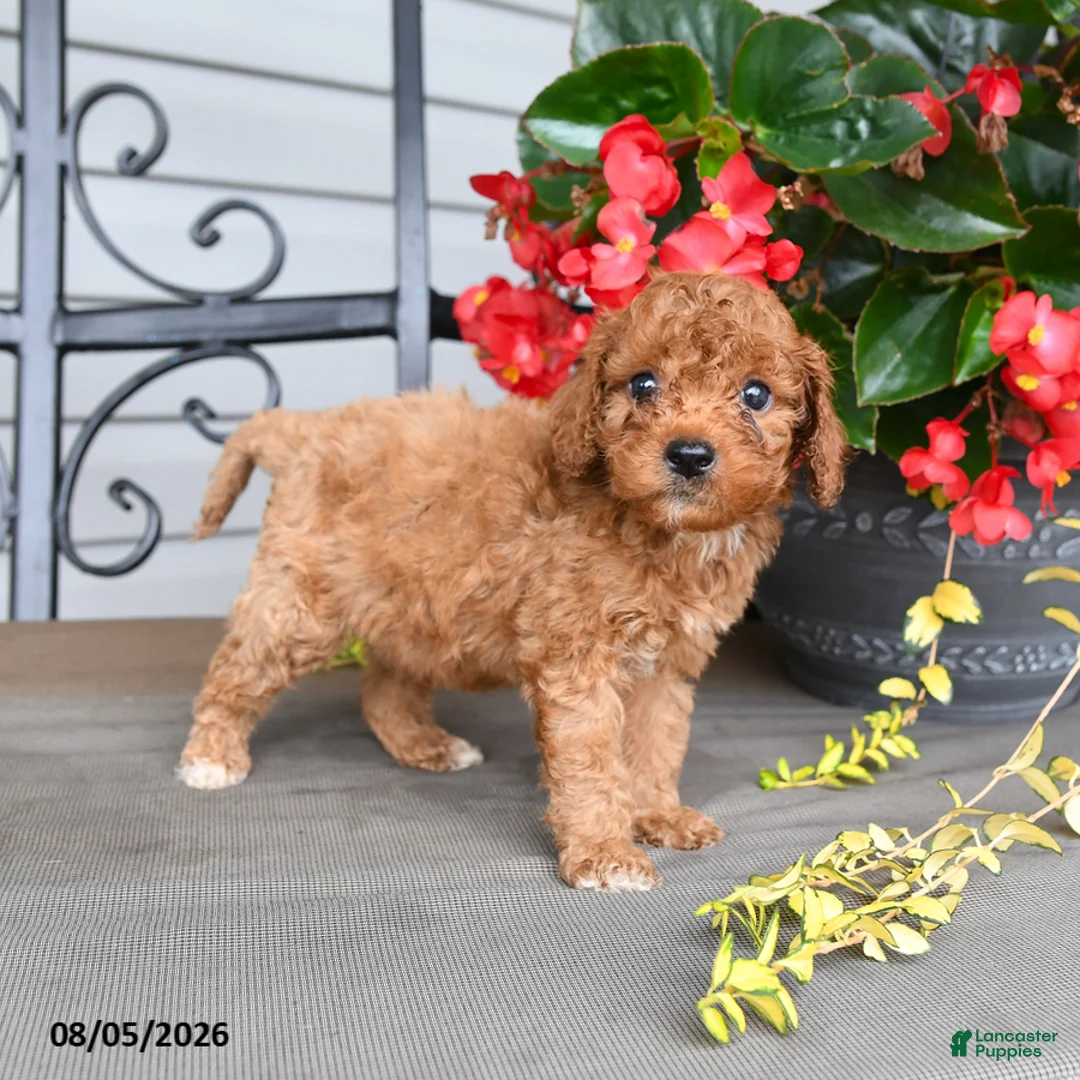 Cavapoo dogs for sale: Dwayne - Ad 2