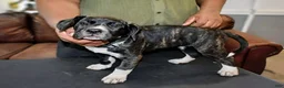 Presa Canario dogs for sale: Ms Green - Ad 3