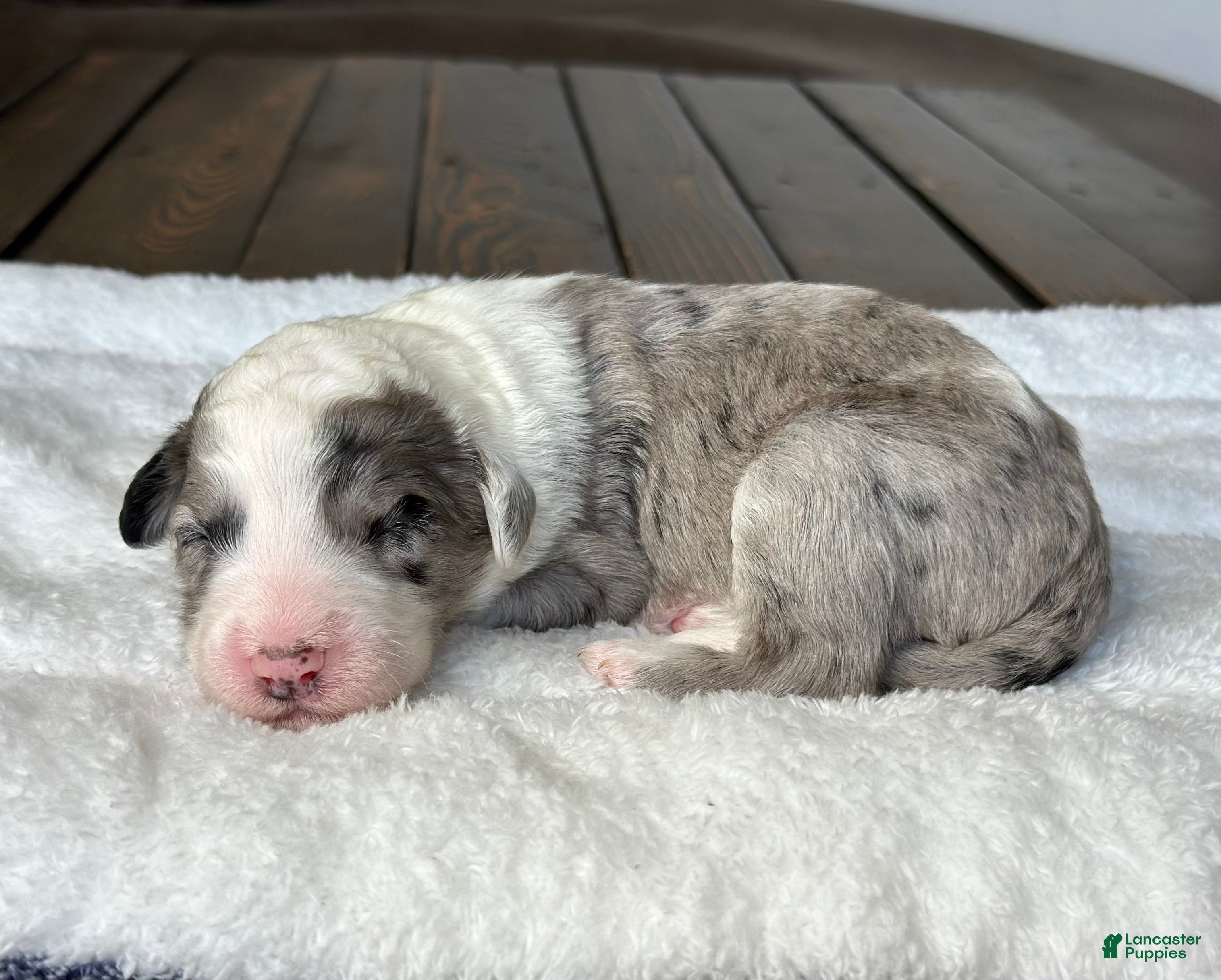 Sheepadoodle dogs Merle Male 1 - Ad 2
