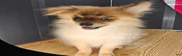 Pomeranian dogs for sale: Pepper's Long Shot - "Archer" - Ad 18