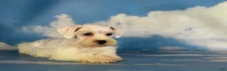 Schnoodle dogs for sale: Pearl - Ad 6