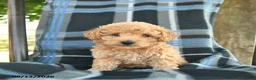Bichpoo dogs for sale: Magnolia - Ad 2