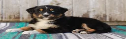 Australian Shepherd dogs for sale: Kelsey - Ad 2