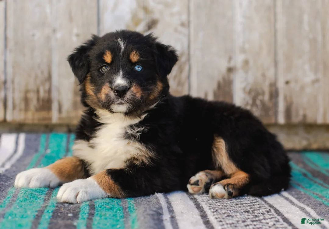 Australian Shepherd dogs for sale: Kelsey - Ad 2