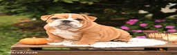 English Bulldog dogs for sale: Frankie - Ad 1