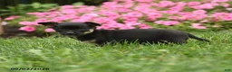 Chihuahua dogs for sale: Lady McZoomie - Ad 5