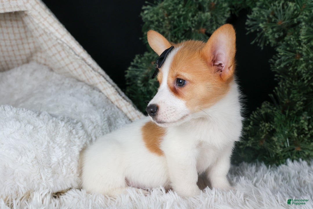 Welsh Corgi Pembroke dogs for sale: Iggy - Ad 4