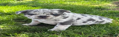French Bulldog Puppy 2