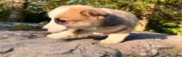 Welsh Corgi Pembroke dogs for sale: Teddy - Ad 21