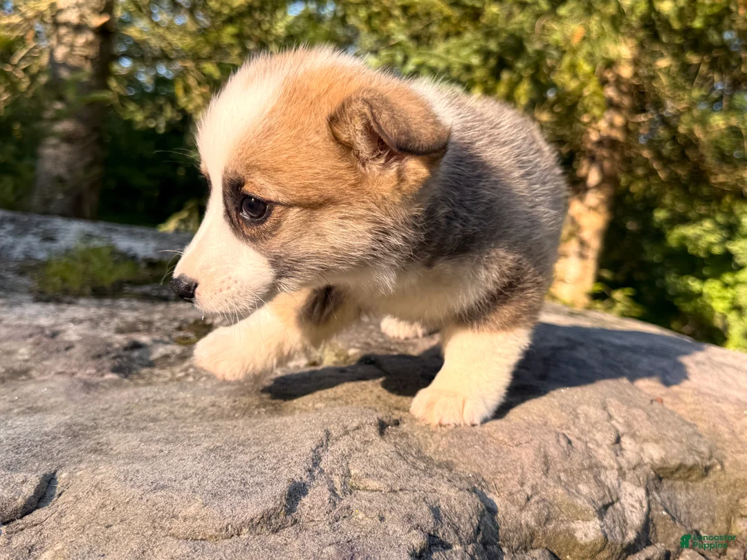 Welsh Corgi Pembroke dogs for sale: Teddy - Ad 21