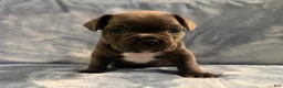 French Bulldog dogs for sale: French Bulldog 2 - Ad 4