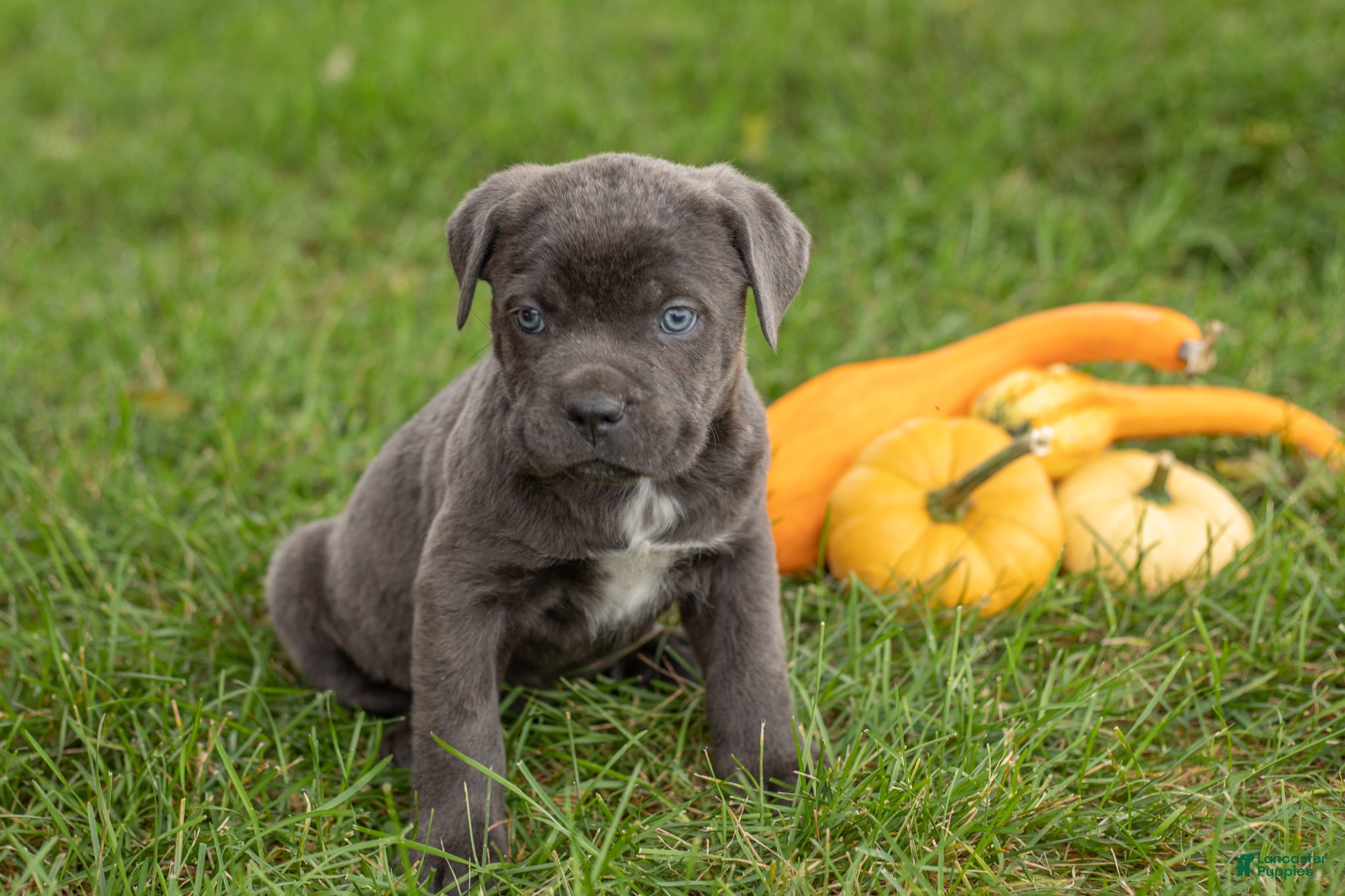 Max (Cane Corso, Male) in Wakarusa, IN