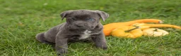 Cane Corso dogs for sale: Max - Ad 1