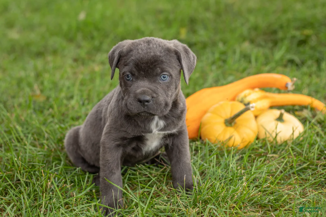Cane Corso dogs for sale: Max - Ad 1
