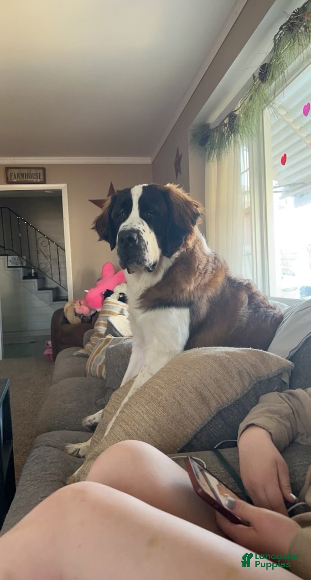 Saint Bernard dogs for sale: Saint Bernard Puppy 1 - Ad 3