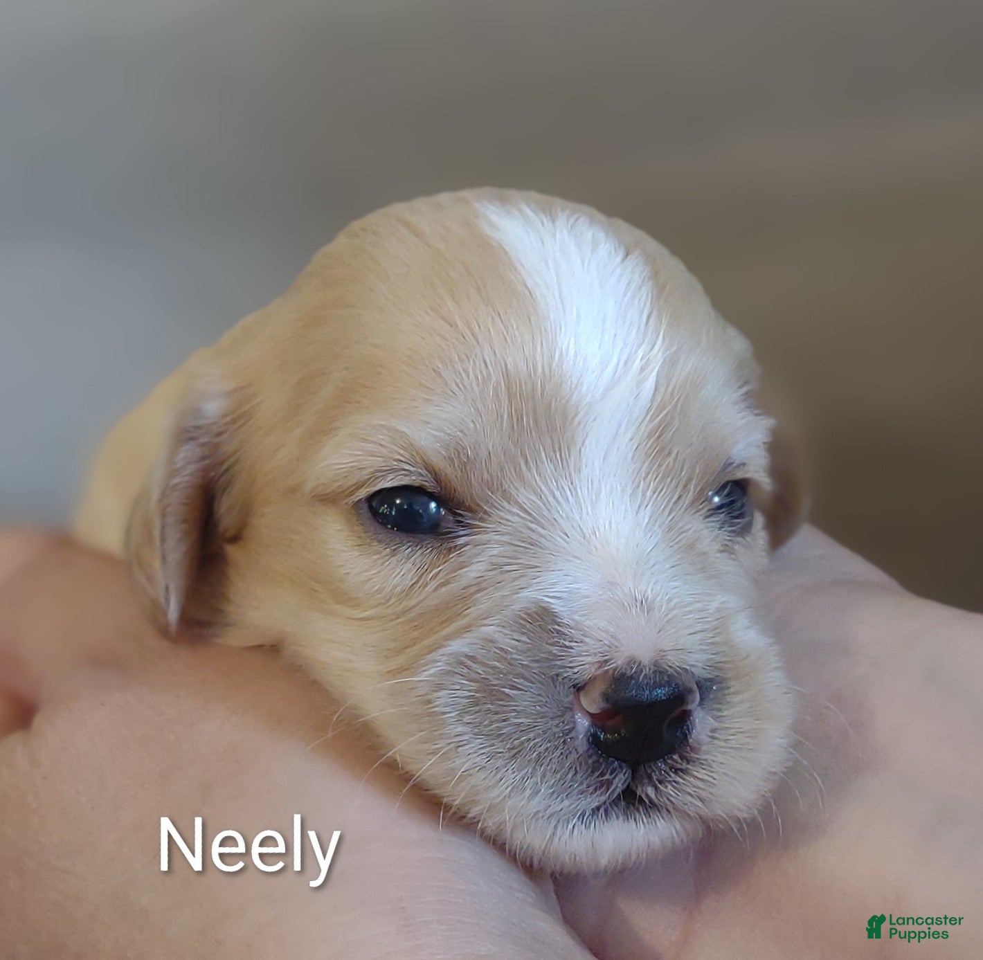 Cavachon dogs Cavachon Puppy 2 Neely  - Ad 1