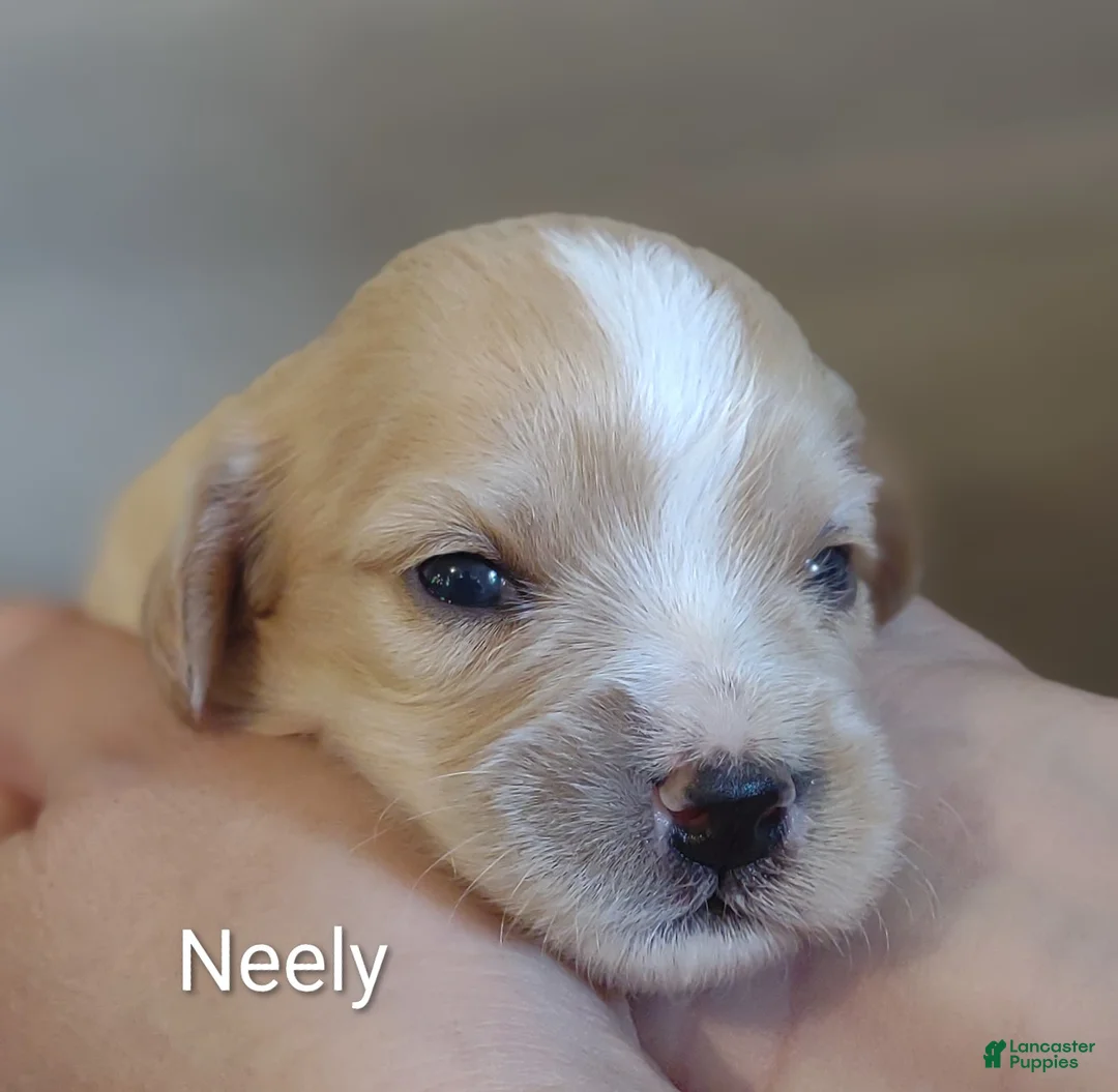 Cavachon dogs for sale: Cavachon Puppy 2 Neely  - Ad 1